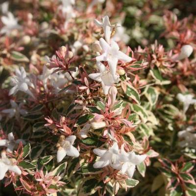 ABELIA X GRANDIFLORA PANACHE