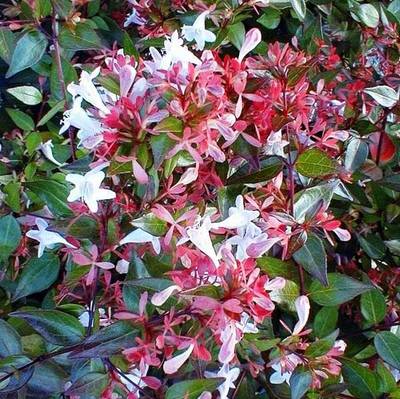 ABELIA X GRANDIFLORA SEMPERFLORENS