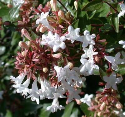 ABELIA X GRANDIFLORA SHERWOOD