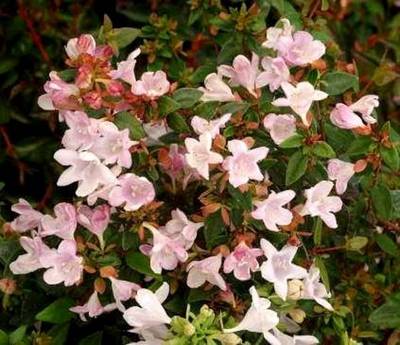 ABELIA PETIT GARDEN