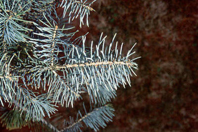 ABIES CONCOLOR ARGENTEA