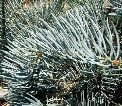 ABIES CONCOLOR CANDICANS