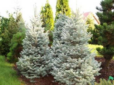 ABIES LASIOCARPA COMPACTA