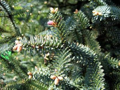 ABIES PINSAPO GLAUCA