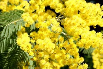ACACIA MIMOSA DEALBATA