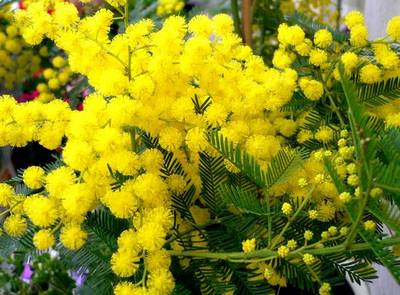 ACACIA MIMOSA RUSTIKA