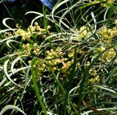 ACACIA MIMOSA SEMPERFLORENS
