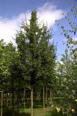 ACER CAMPESTRE ELSRIJK