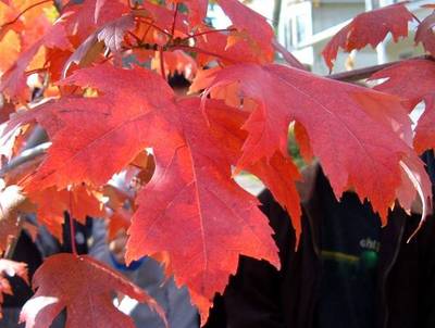 ACER X FREEMANII AUTUMN BLAZE