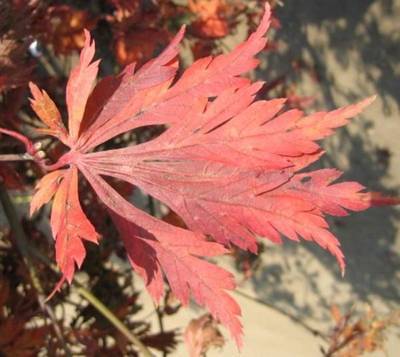 ACER JAPONICUM ACONITIFOLIUM