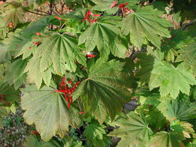 ACER JAPONICUM VITIFOLIUM