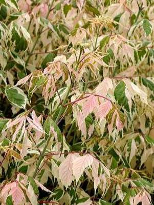 ACER NEGUNDO FLAMINGO