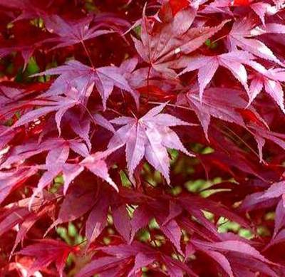 ACER PALMATUM ATROPURPUREUM