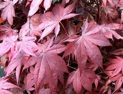 ACER PALMATUM BLOODGOOD