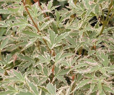 ACER PALMATUM BUTTERFLY