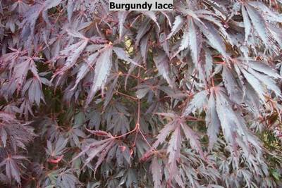 ACER PALMATUM BURGUNDY LACE