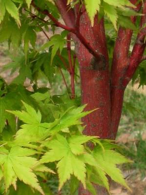 ACER PALMATUM CORALLINUM SANGOKAKU