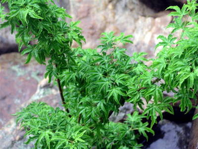 ACER PALMATUM CRISPIFOLIUM