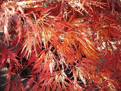 ACER PALMATDISSATROPURPUREUM
