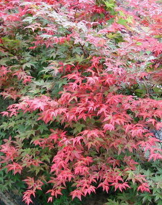 ACER PALMATUM DESHOJO