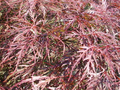 ACER PALMATDISSGARNET