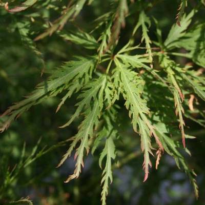 ACER PALMATDISSGREEN GLOBE
