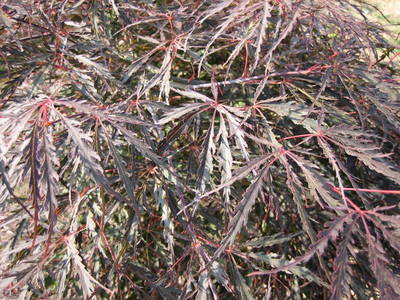 ACER PALMATDISSINABASHIDARE