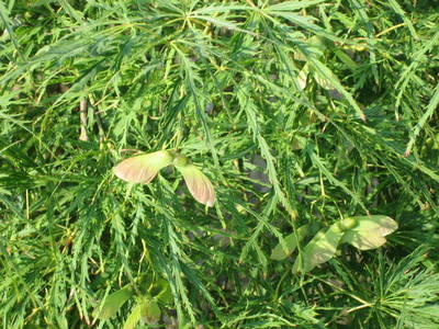ACER PALMATDISSVIRIDIS