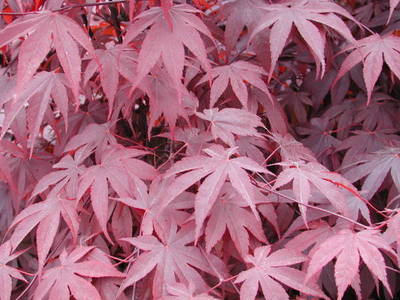 ACER PALMATUM FIREGLOW 1