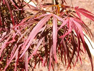 ACER PALMATUM LINEARILOBUM RED PIGMY