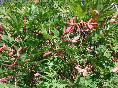 ACER PALMATUM MASU KAGAMI