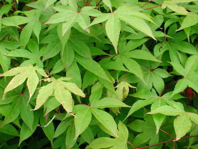 ACER PALMATUM OSAKAZUKI