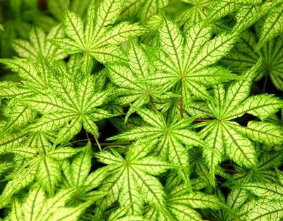 ACER PALMATUM RETICULATUM