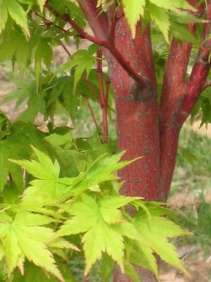 ACER PALMATUM SANGOKAKU
