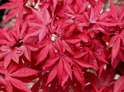 ACER PALMATUM SKEETERS BROOM