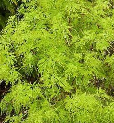 ACER PALMATUM SEIRYU