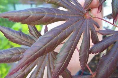 ACER PALMATUM TROMPEMBURG