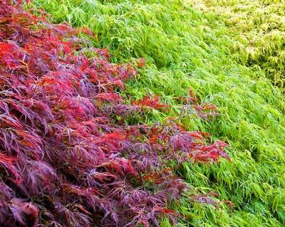 ACER PALMATUM DISSECTUM IN VARIETA