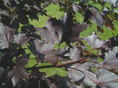 ACER PLATANCRIMSON KING