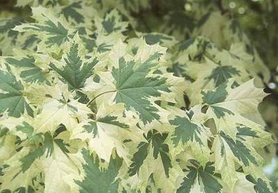 ACER PLATANDRUMMONDII