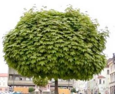 ACER PLATANGLOBOSUM