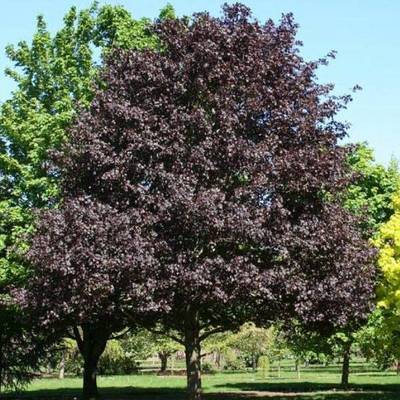 ACER PLATANROYAL RED