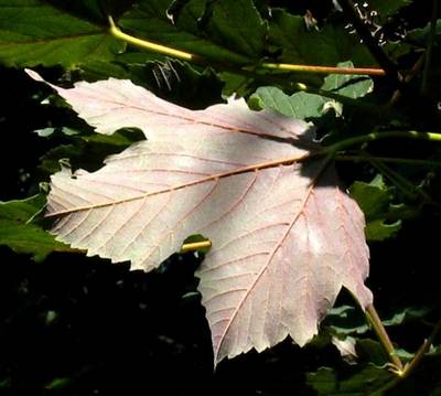 ACER PSEUDOPLATANUS SPAETHII