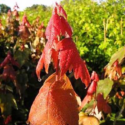 ACER RUBRUM SUMMER RED