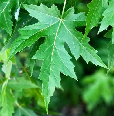 ACER SACCHARINUM LACINIATUM WIERI
