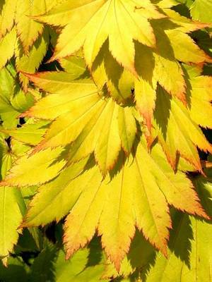 ACER SHIRASAWANUM AUREUM