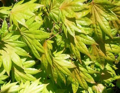 ACER SHIRASAWANUM JORDAN