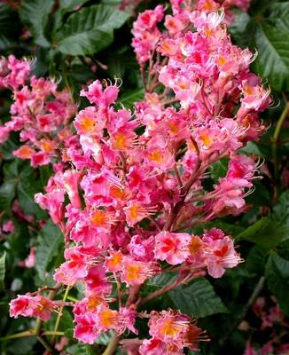 AESCULUS X CARNEA BRIOTII