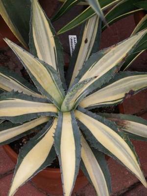 AGAVE AMERICANA MEDIOPICTA