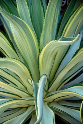 AGAVE DESMETTIANA JOE HOAK